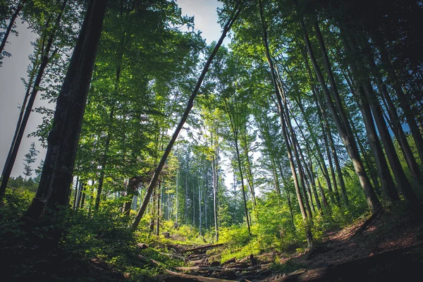 Taşlar nehir akıyor — Stok fotoğraf