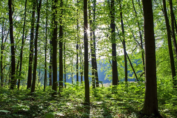 Bela floresta verde — Fotografia de Stock