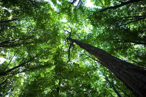 森の木々自然緑の木漏れ日背景 — ストック写真