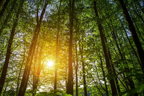 Schöner grüner Wald — Stockfoto