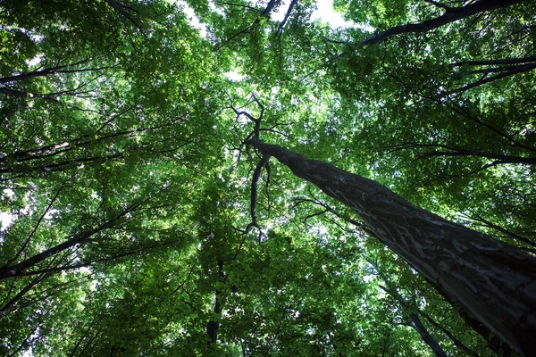 Foresta alberi natura verde legno luce del sole sfondi — Foto Stock