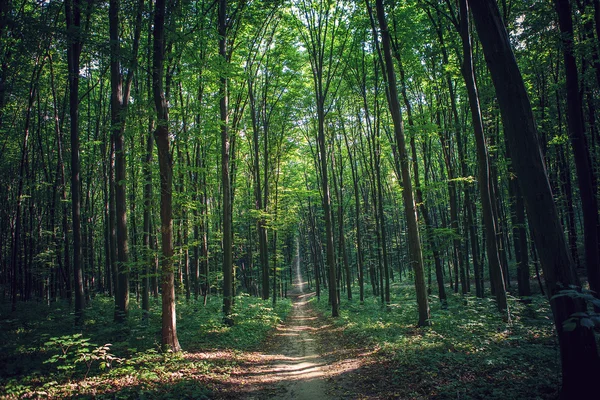 Belle forêt verte — Photo