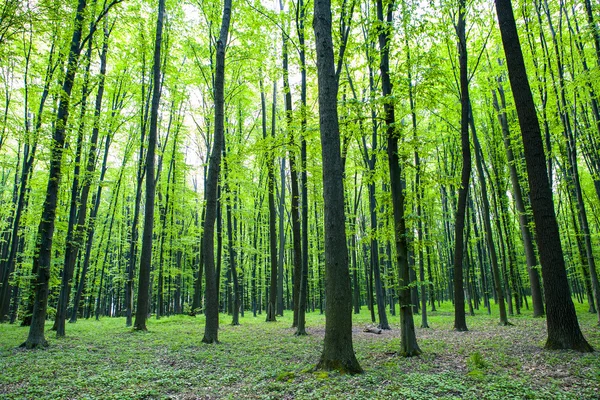 Beautiful green forest — Stock Photo, Image