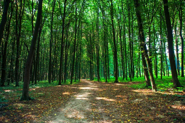 Prachtige groene woud — Stockfoto