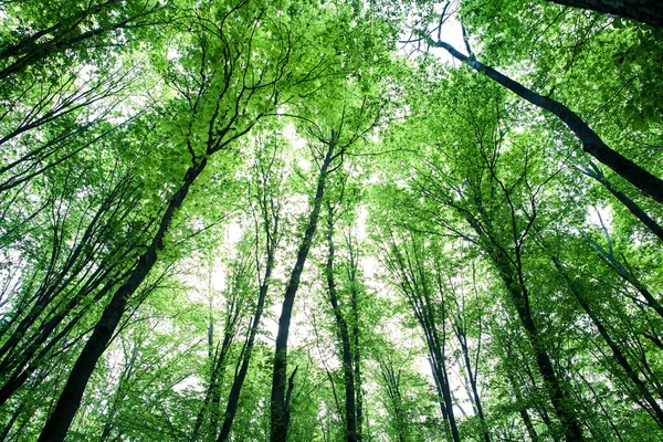 Lesní stromy — Stock fotografie