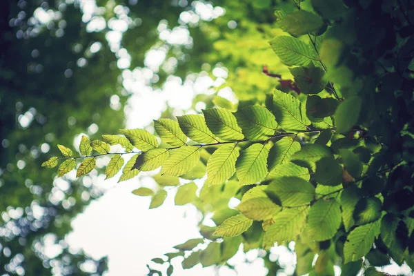 Feuilles fraîches et vertes — Photo