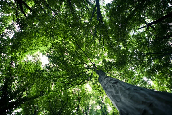 Foresta alberi natura verde legno luce del sole sfondi — Foto Stock
