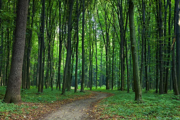 Hermoso bosque verde — Foto de Stock