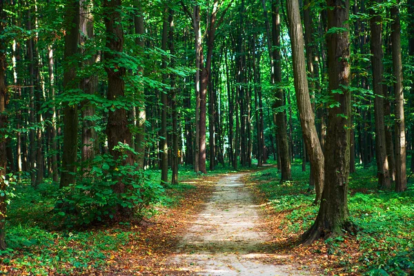 Bela floresta verde — Fotografia de Stock