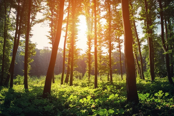 Bella foresta verde — Foto Stock