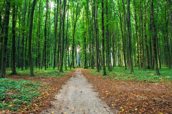 Beautiful green forest — Stock Photo, Image