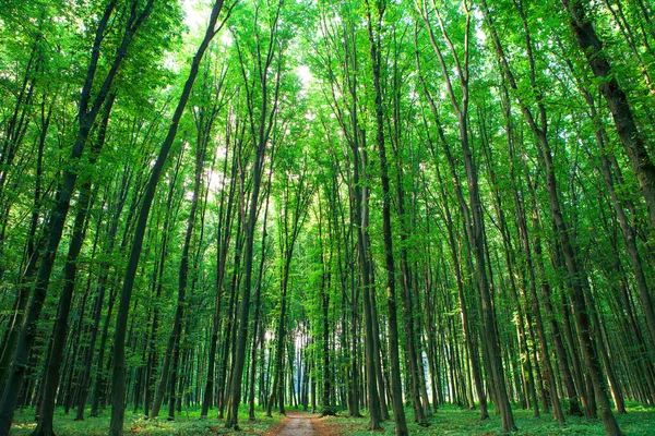 Bela floresta verde — Fotografia de Stock