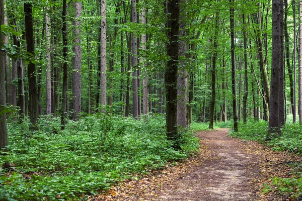 Schöner grüner Wald — Stockfoto