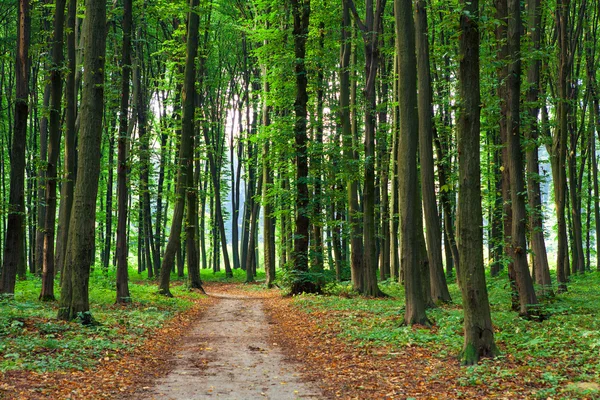 Schöner grüner Wald — Stockfoto