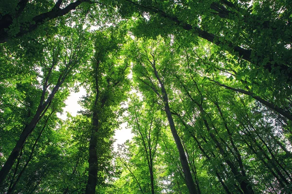 Foresta alberi natura verde legno luce del sole sfondi — Foto Stock