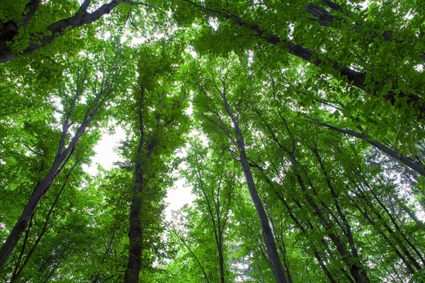 Foresta alberi natura verde legno luce del sole sfondi — Foto Stock