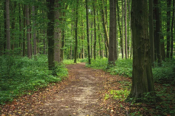 Schöner grüner Wald — Stockfoto