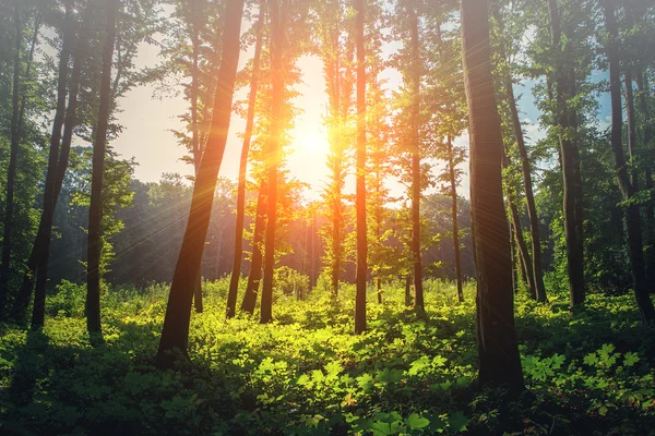 Schöner grüner Wald — Stockfoto