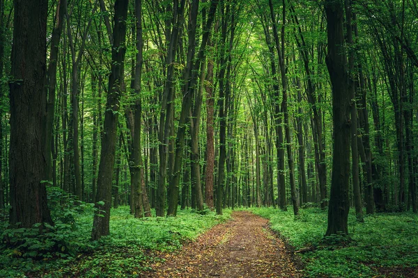 Prachtige groene woud — Stockfoto