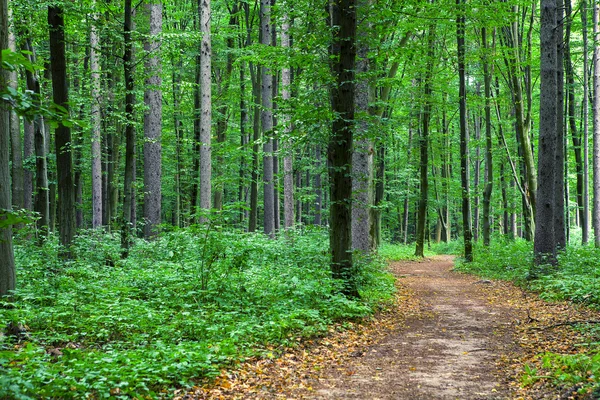 Bela floresta verde — Fotografia de Stock