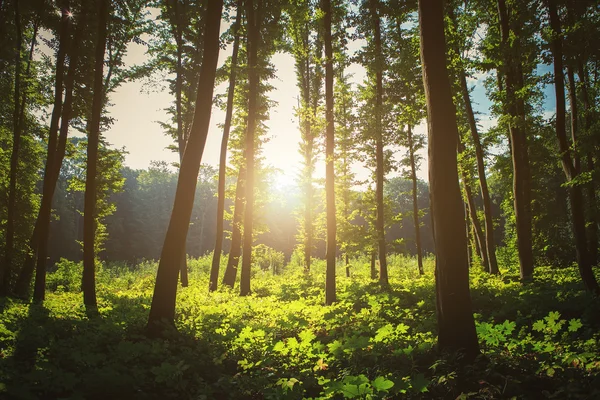 Hermoso bosque verde — Foto de Stock