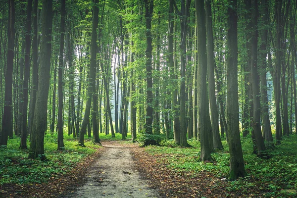 Beautiful green forest — Stock Photo, Image