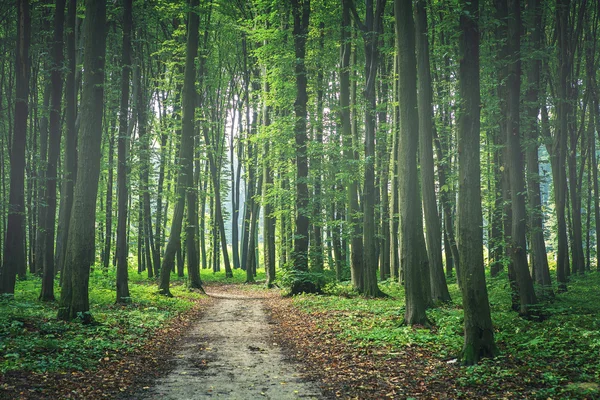 Schöner grüner Wald — Stockfoto