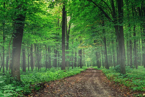 美丽的绿色森林 — 图库照片