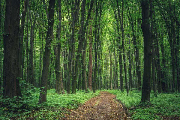 Beautiful green forest — Stock Photo, Image