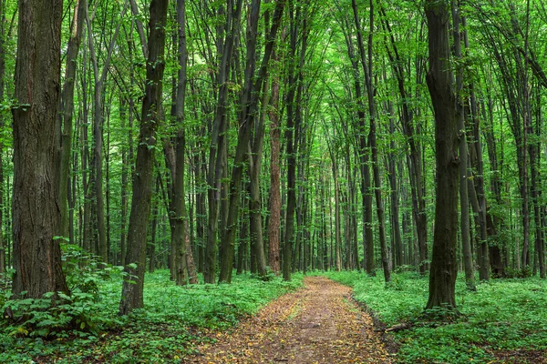 Schöner grüner Wald — Stockfoto