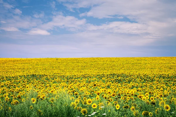 Green Field — Stock Photo, Image