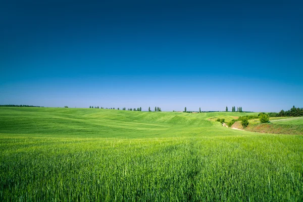 Grüne Wiese — Stockfoto