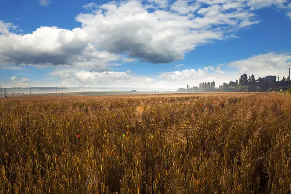 Green Field — Stock Photo, Image