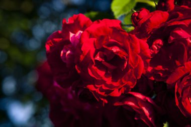 Kırmızı güller kapanıyor. Arkaplan.