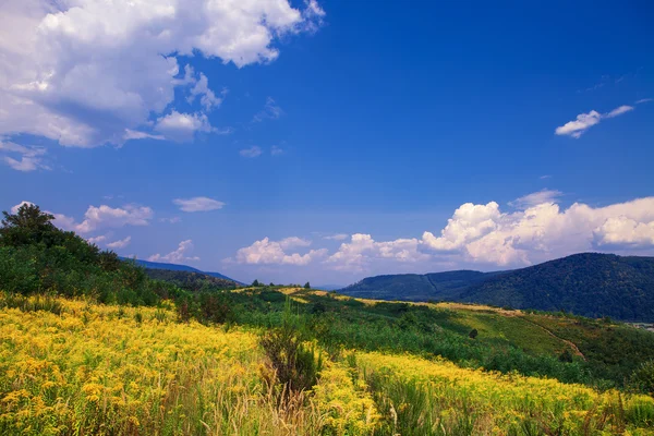 Çam ağacı orman — Stok fotoğraf