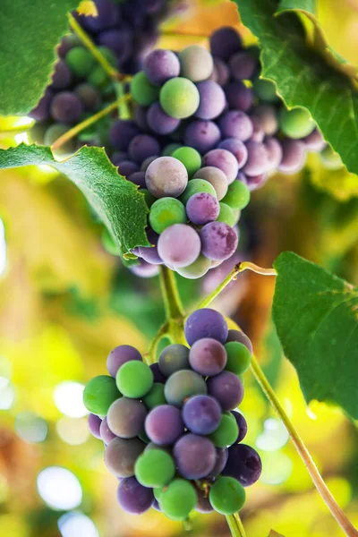 Uvas frescas en las ramas de vid. El concepto de otoño . — Foto de Stock