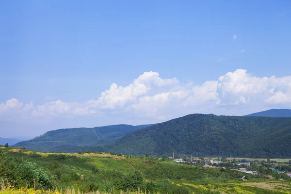 Çam ağacı orman — Stok fotoğraf