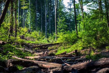 taşlar nehir akıyor