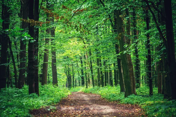 Schöner grüner Wald — Stockfoto