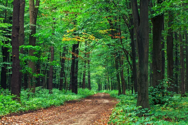 Piękny zielony las — Zdjęcie stockowe