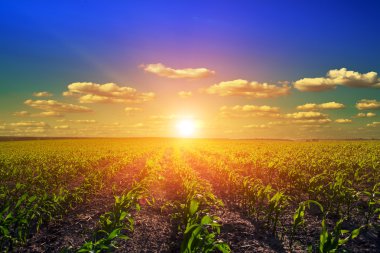 Yeşil Alan ve Güzel Gün Batımı