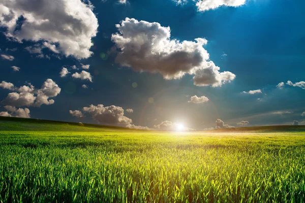 Зеленое поле и красивый закат — стоковое фото