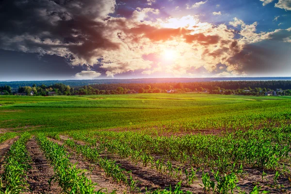 Green Field and Beautiful Sunset — Stock Photo, Image