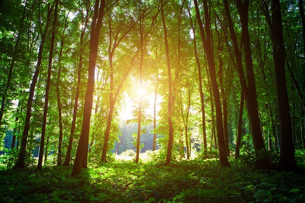 Pădure verde frumoasă — Fotografie, imagine de stoc