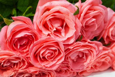 izole gül ağacı bir arka plan üzerinde