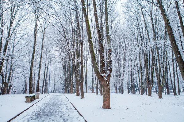 Bosque árboles naturaleza nieve madera fondos —  Fotos de Stock