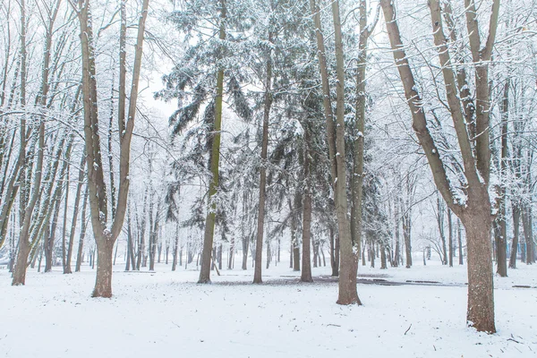 Bosque árboles naturaleza nieve madera fondos —  Fotos de Stock