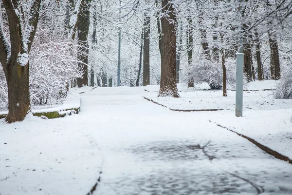 Forêt arbres nature neige bois milieux — Photo