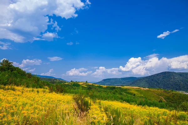 Çam ağacı orman — Stok fotoğraf