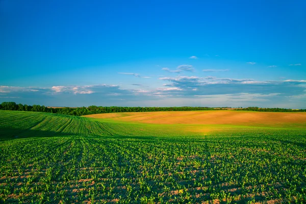 Zelené pole a krásný západ slunce — Stock fotografie